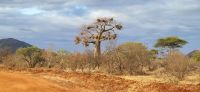 450 Baobab tree