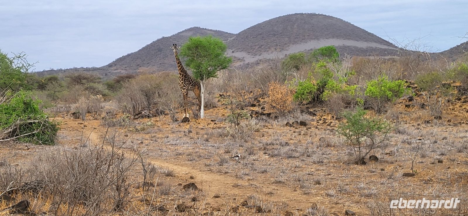 452 Pirschfahrt Tsavo West