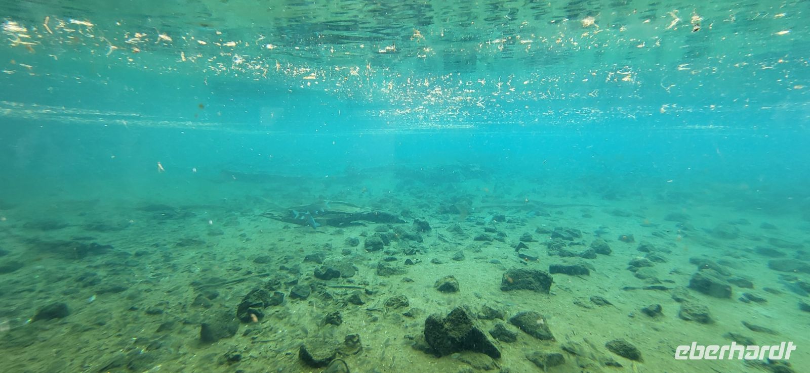 459 Unterwasserwelt Mzima Springs