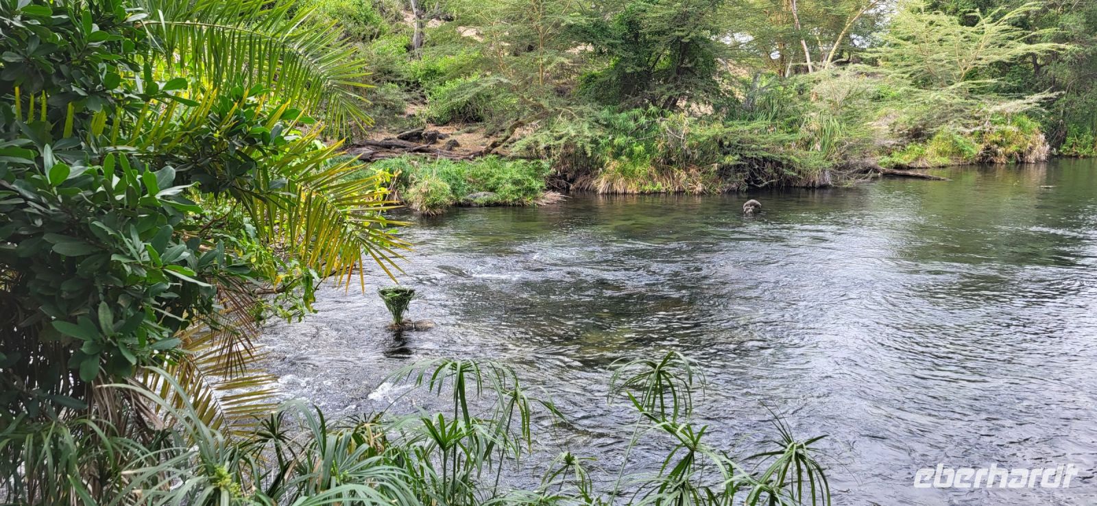 460 Vorsicht Krokodile