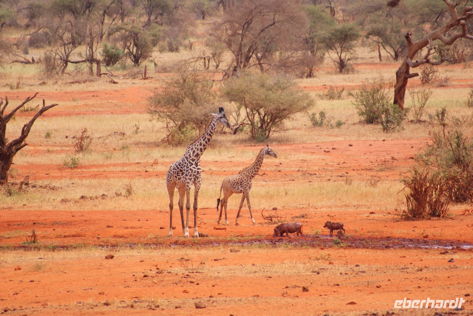 479 zurück im Paradies