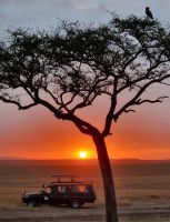 490 Abendstimmung Masai Mara