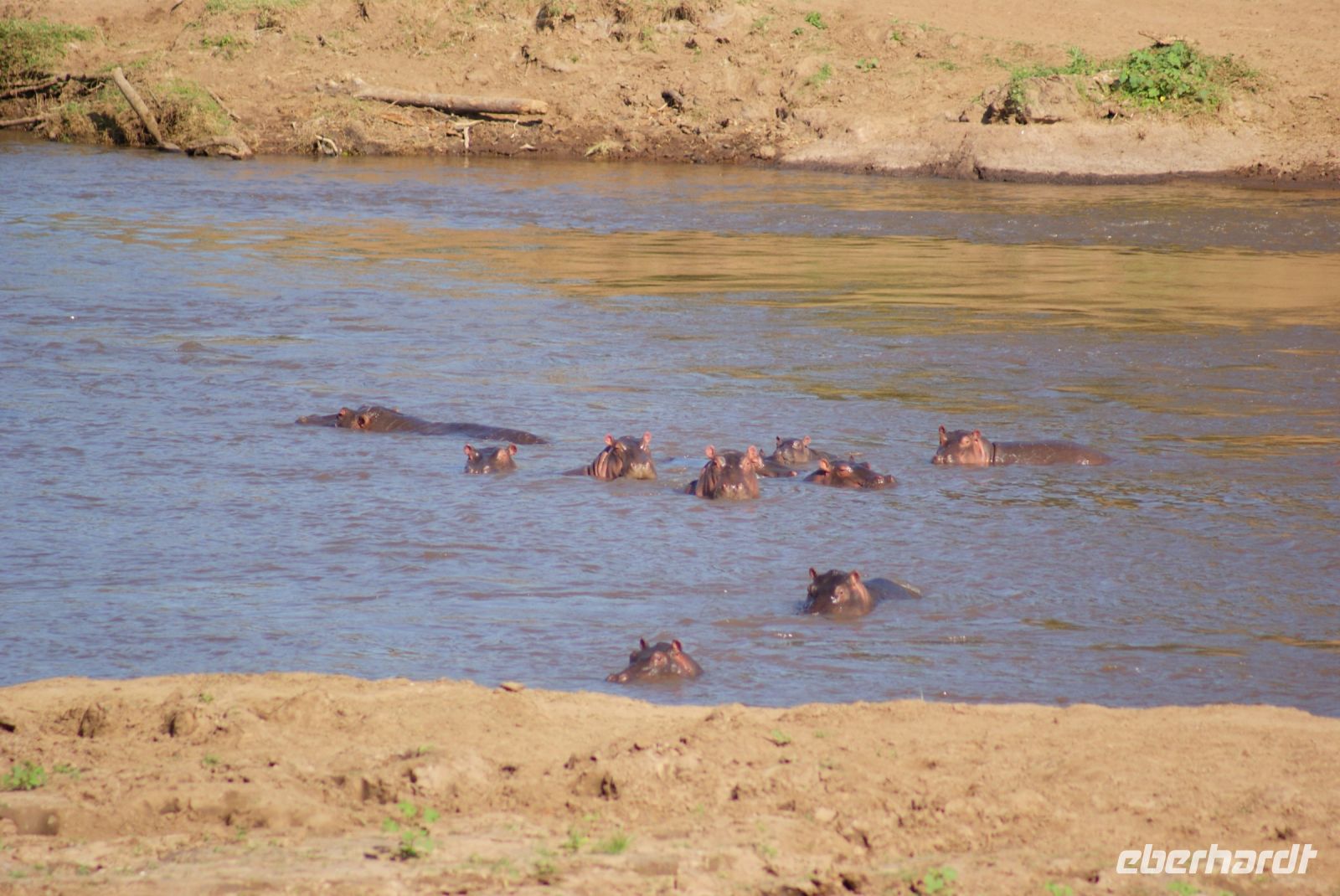 216 Hippo Pool