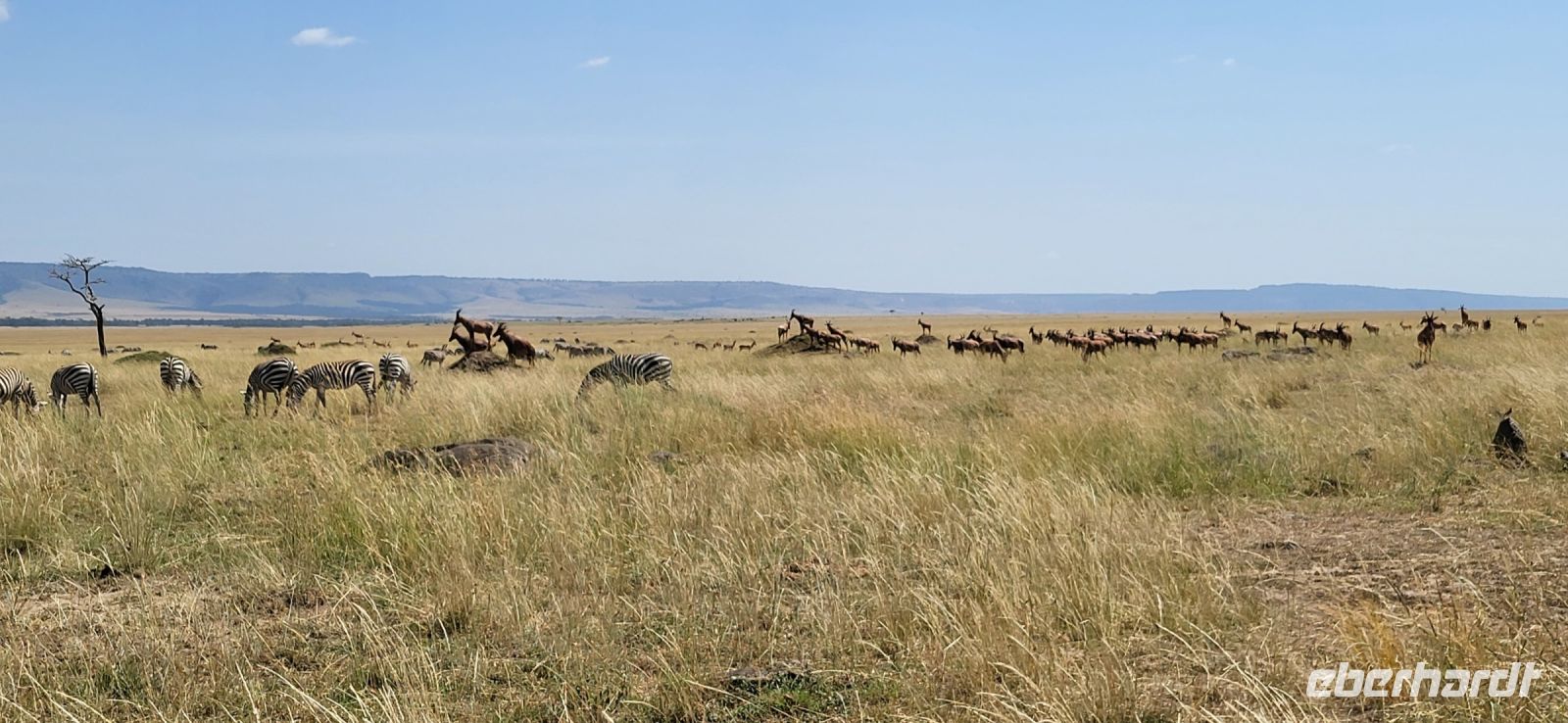 217 Masai Mara
