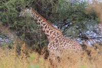 220 Maasai Giraffe
