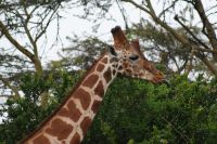 13 Rotschildgiraffen