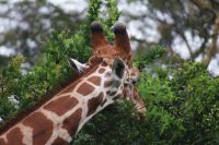 14 die Bullen haben abgewetzte Hörner