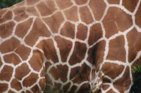 15 schöne Zeichnung der Rothschildgiraffe