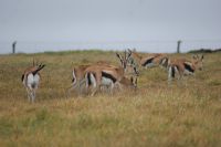 19 Thompson Gazellen