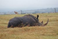 20 Breitmaulnashörner 