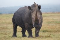 21  Breitmaulnashörner 