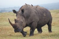 22 Breitmaulnashörner 