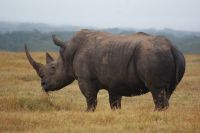 23 Breitmaulnashörner 