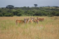 24 Eland Antilopen