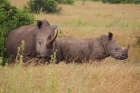 26 Breitmaulnashörner 