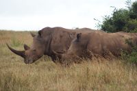 27 Breitmaulnashörner 