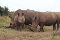 28 Breitmaulnashörner 