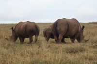 29 Breitmaulnashörner 