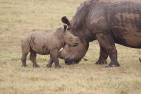 32 Breitmaulnashörner 