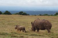 34 Kinder immer voraus beim Breitmaulnashorn