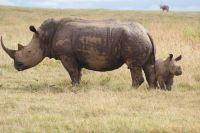 35 Breitmaulnashörner 