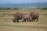 39 Breitmaulnashörner 