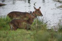 64 Wasserböcke am Lake Nakuru