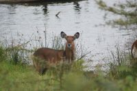 65 Wasserbock am See