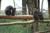 68 Putzstunde bei den Pavianen