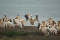 71 alle mal herhören