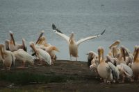 72 Pelikanflugstunde