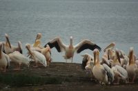 73 Versammlung der Pelikane