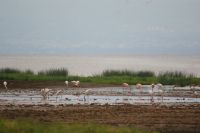 74 wenige Flamingos am Lake Nakuru