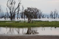 78 Lake Nakuru auf 1700 m Höhe