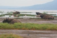 79 Lake Nakuru