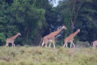 87 Giraffen am Lake Nakuru