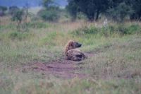 88 schlafende Hyäne geweckt