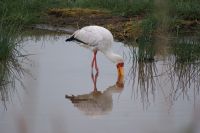 89 Nimmersatt beim Abendmahl