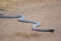 95 Speikobra auf unserer Strecke (2)