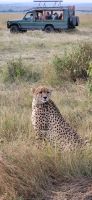 99 Gepardensichtung in der Masai Mara