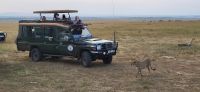 103 hautnahe Begegnungen in der Masai Mara