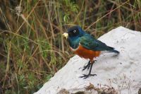 104 Dreifarben Glanzstar