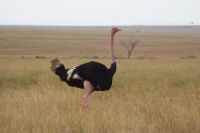 106 Masai Strauß