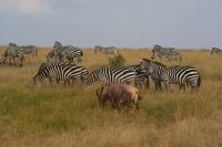 108 Zebras und Topi Antilope