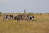 109 Straußenhenne in der Mara