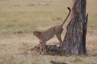 112 noch schnell das Revier markieren