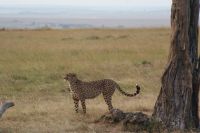 114 Gepard in der Masai Mara