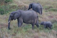 117 friedliche Dickhäuter