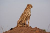 120 Gepard auf einer Anhöhe