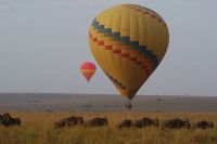 126 mitten in der Gnuherde